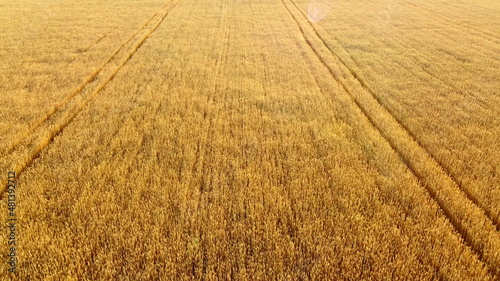 Flying over field of yellow ripe wheat during dawn sunset. photo