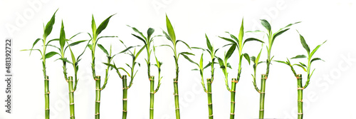Fotografia Lucky bamboos isolated on panoramic white background, web banner
