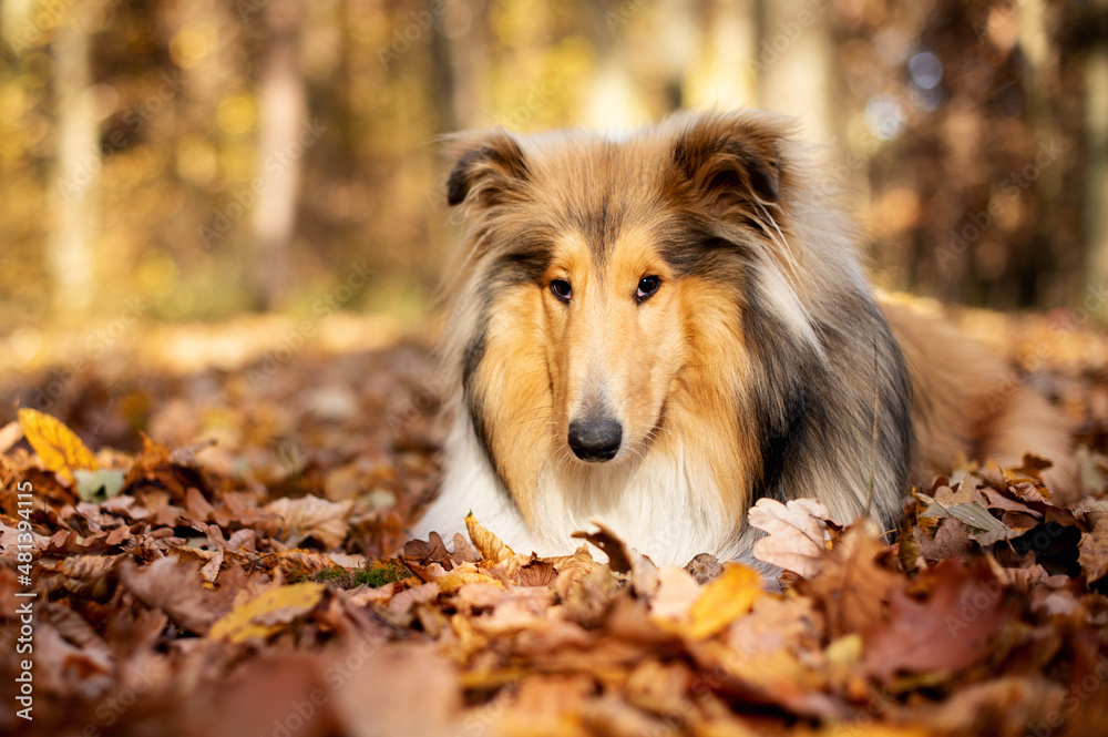 Fototapeta premium Beautiful rough collie dog. One year. The dog is lying in a leaf. Against the background of the forest.