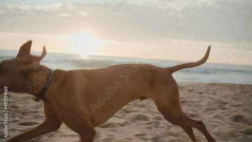 dog on the beach photo