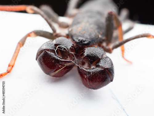 Close up shoot of Thelyphonida photo