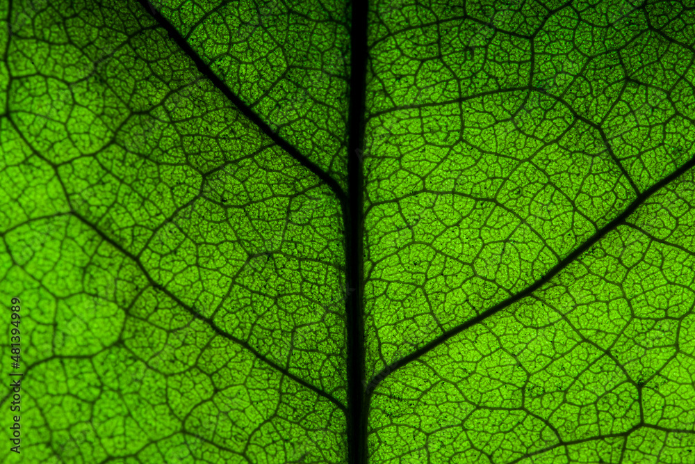 Abstract closeup green leaf texture background Abstract closeup green leaf texture background