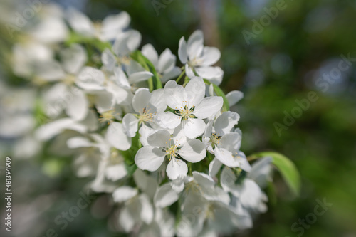 Fototapeta Naklejka Na Ścianę i Meble -  The pear blooms with white flowers on a sunny day. Soft focus. Spring landscape.