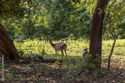 Sri Lanka. The ancient city of Polonnaruwa. Bambi deer graze in a tropical green forest on a clear sunny day against the background of trees.
