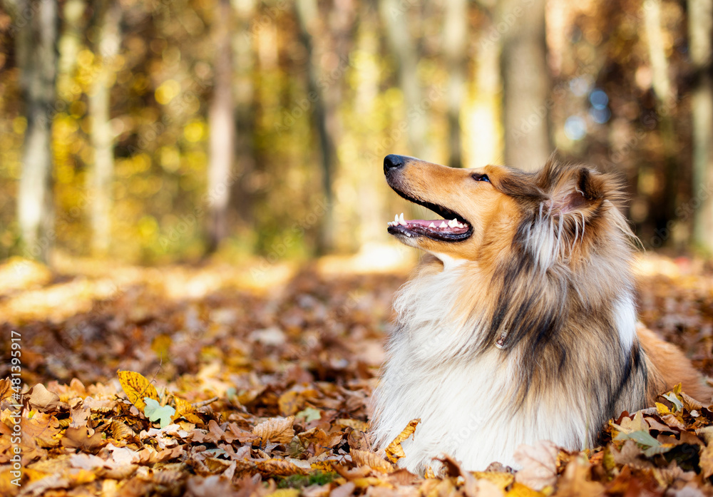 Beautiful rough collie dog. One year. The dog is lying in a leaf. Against the background of the forest.