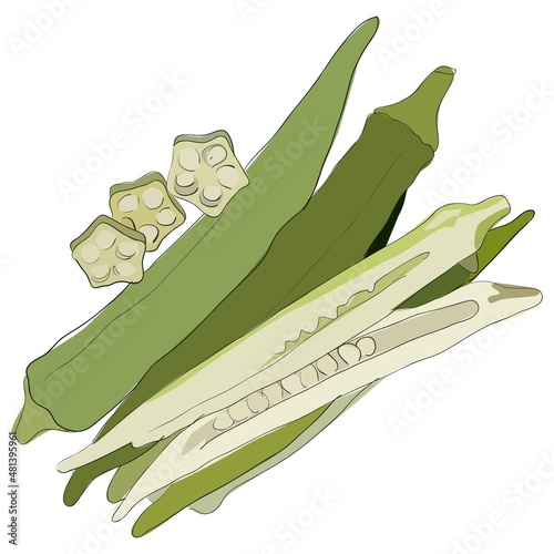ladyfinger, okra vector illustration 