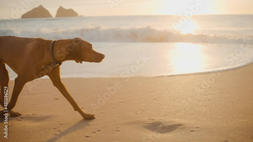 dog on the beach