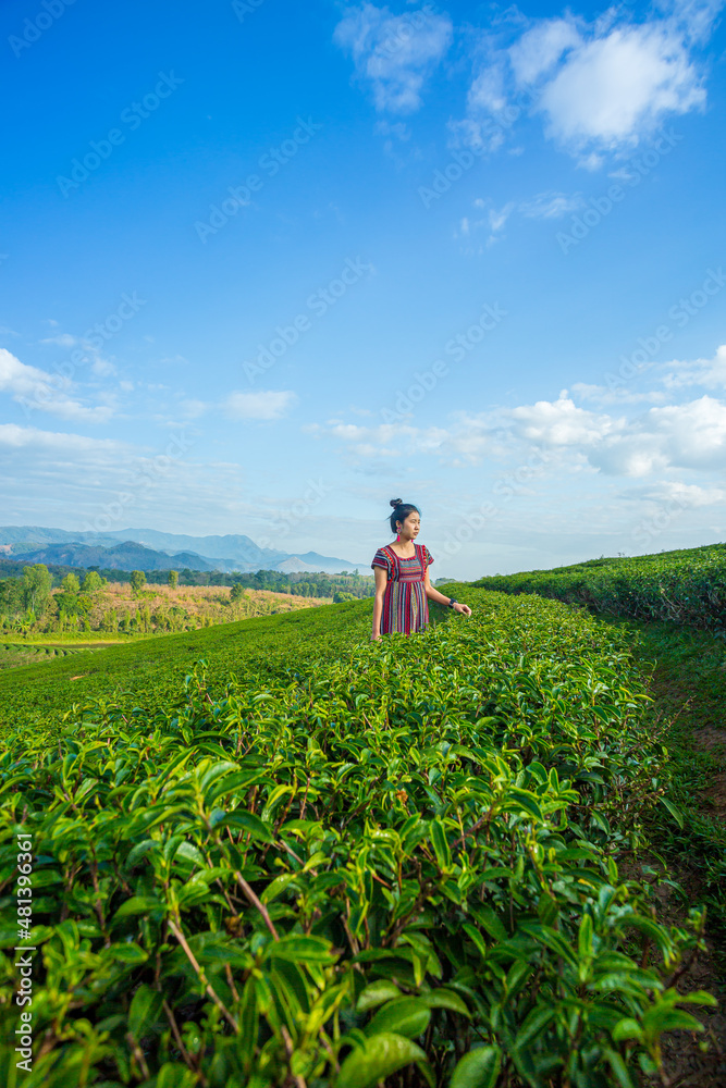 Asian woman in traditional clothes standing in green tea plantations terrace, Chiang mai, Thailand.