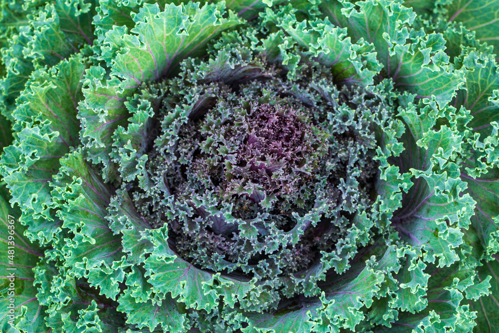 Ornamental cabbage. Flowering Kale. Garden trends. Brassica oleracea  Glamour Red and Chidori White Varieties. Cole. Classification: Plantae.  Green natural backdrop. Winter flowerbed. Breeding. Stock Photo | Adobe  Stock