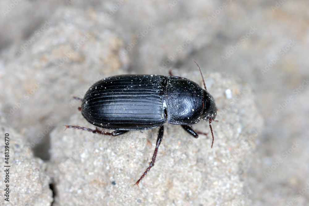 Creeping bread grains ground beetle - Zabrus tenebrioides on soil with cereal plantation. Creeping bread grains ground beetle - Zabrus tenebrioides on soil with cereal plantation.
