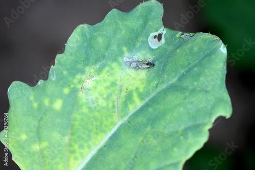 Brevicoryne brassicae, commonly known as the cabbage aphid or cabbage aphis or mealy cabbage aphid on rapeseed leaf. photo