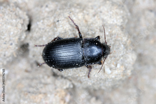 Creeping bread grains ground beetle - Zabrus tenebrioides on soil with cereal plantation.