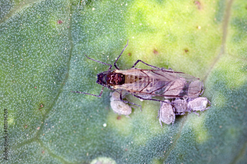 Brevicoryne brassicae, commonly known as the cabbage aphid or cabbage aphis or mealy cabbage aphid on rapeseed leaf.