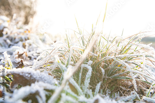 gefrorenes gras im gegenlicht close-up wetter photo
