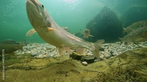 Underwater footage of swimming Rainbow trout, Oncorhynchus mykiss. Group of Trouts. Underwater river habitat. Freshwater fish swimming in the clean river. Diving in fresh water. Snorkeling. Steelhead