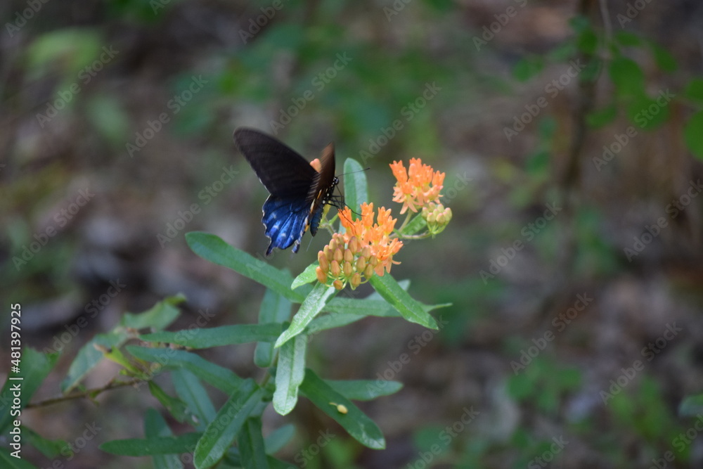 Fototapeta premium Nature