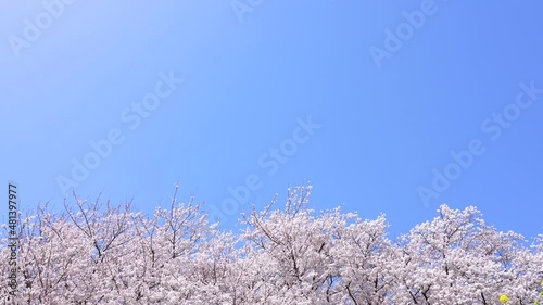 桜　風景　無人