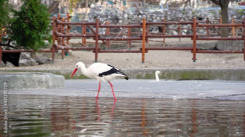 Storks are large, long-legged, long-necked wading birds with long, stout bills. photo