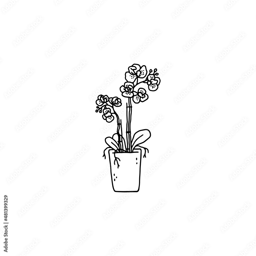 phalaenopsis with flowers houseplant. Indoor potted plant vector outline black and white doodle illustration. - obrazy, fototapety, plakaty 