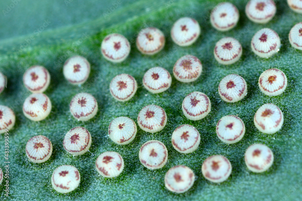 Eggs of Turnip moth Agrotis segetum Owlet moth Noctuidae Under