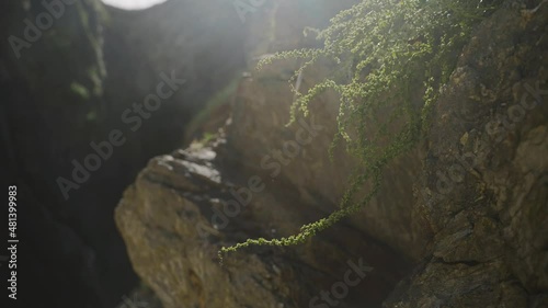 foliage in the wind
