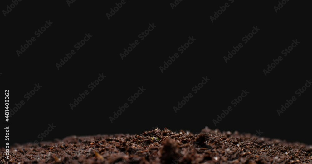 Time lapse of pea plant growing from seed in soil.