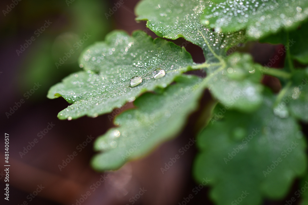 Raindrops on leaf Raindrops on leaf