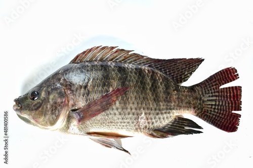 big fresh tilapia on a white background