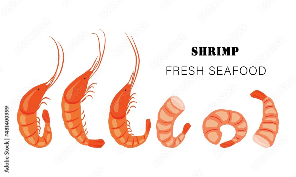Obraz premium Shrimp banner. Shell-on shrimps and a row of peeled shrimps. Vector illustration for the menu of fish restaurants, for packaging in markets and shops.