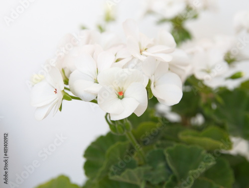 Fototapeta Naklejka Na Ścianę i Meble -  Geranium Zonal , Pelargonium hortorum with white flowers