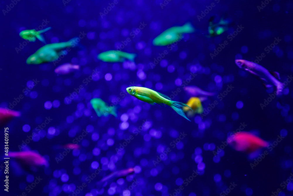 macro beautiful fish glo tetra fish danio rerio macro beautiful fish glo tetra fish danio rerio