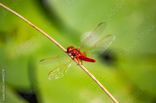 A beautiful red dragonfly has landed on the branch of a plant. Close up, macro, blur effect, bokeh. Flight, lightness, strength, insect, wild, nature. © Ragemax