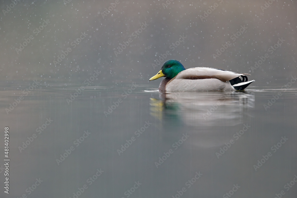Obraz premium An adult male mallard (Anas platyrhynchos) swimming and foraging in a pond with snowfall.