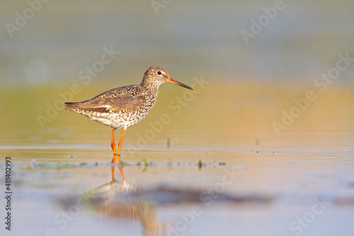 An adult common redshank (Tringa totanus) photograped at ground level in shallow water.