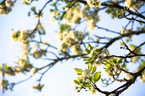 Spring flowering of trees and flowers on a sunny day in spring. © ALA