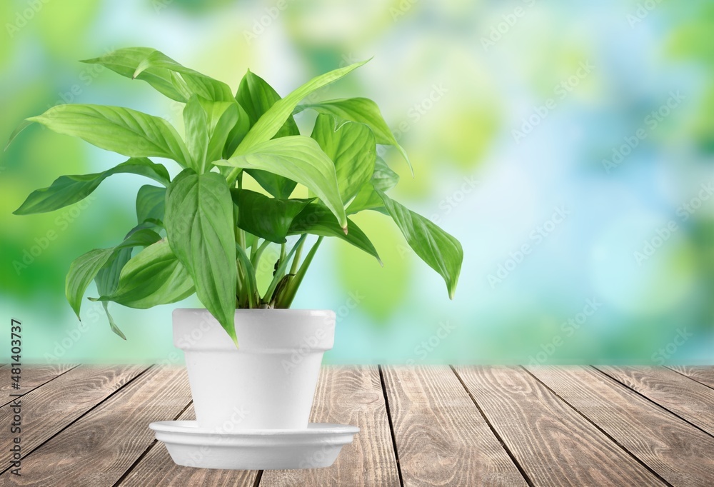 defocused abstract background of green house plant defocused abstract background of green house plant