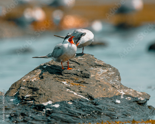 Yawning tern at Sachuest Point, Rhode ISland photo