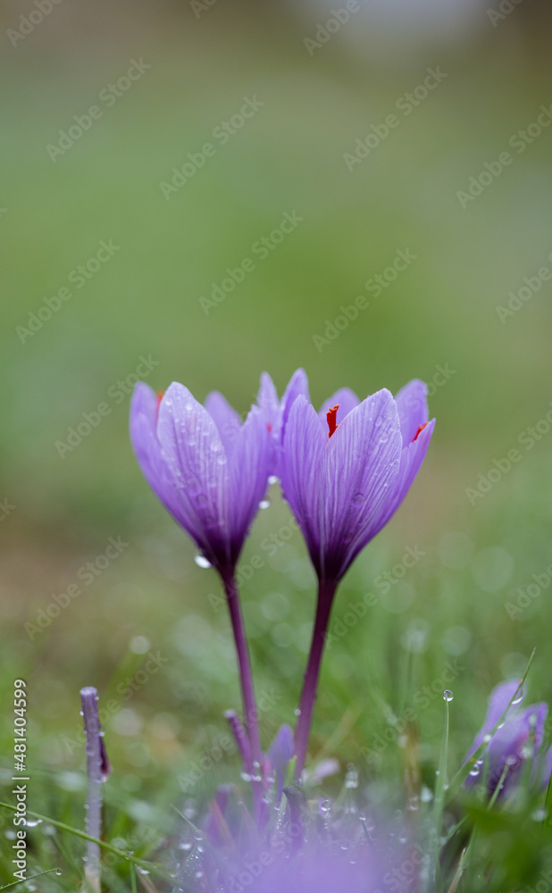 Crocus sativus for Safran
