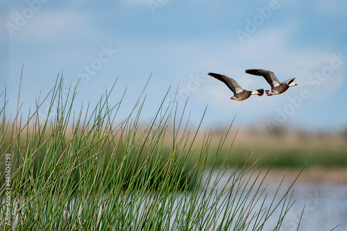 Geese in Flight Over the Marsh in Southwestern Louisiana