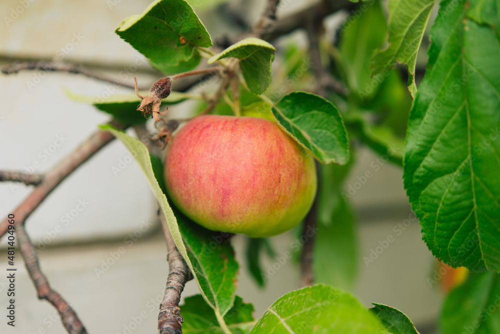 Apple tree branch with red apples on a blurred background during ripening	