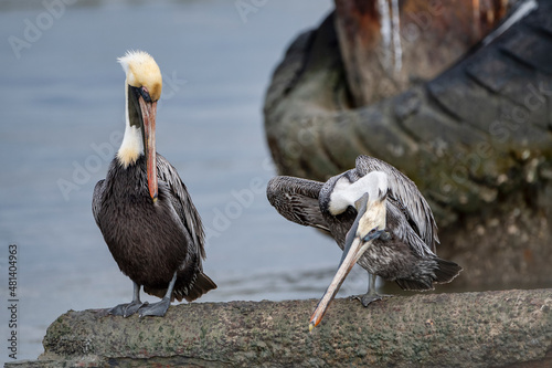 Brown Pelicans Near Ferry in Cameron Parish Louisiana
