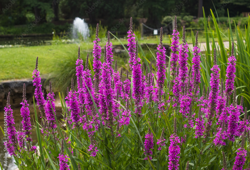 Naklejka premium Legada de la primera, colores intensos de flores de diferentes partes del mundo
