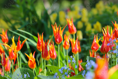 Fototapeta Naklejka Na Ścianę i Meble -  Group of red tulips in the park. Spring landscape