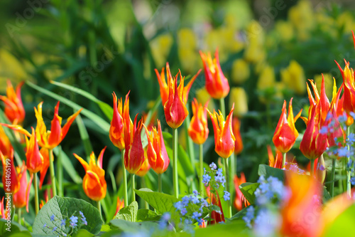 Spring floral background with a lot of multicolored yellow and red narrow-petaled tulip flowers, selective focus