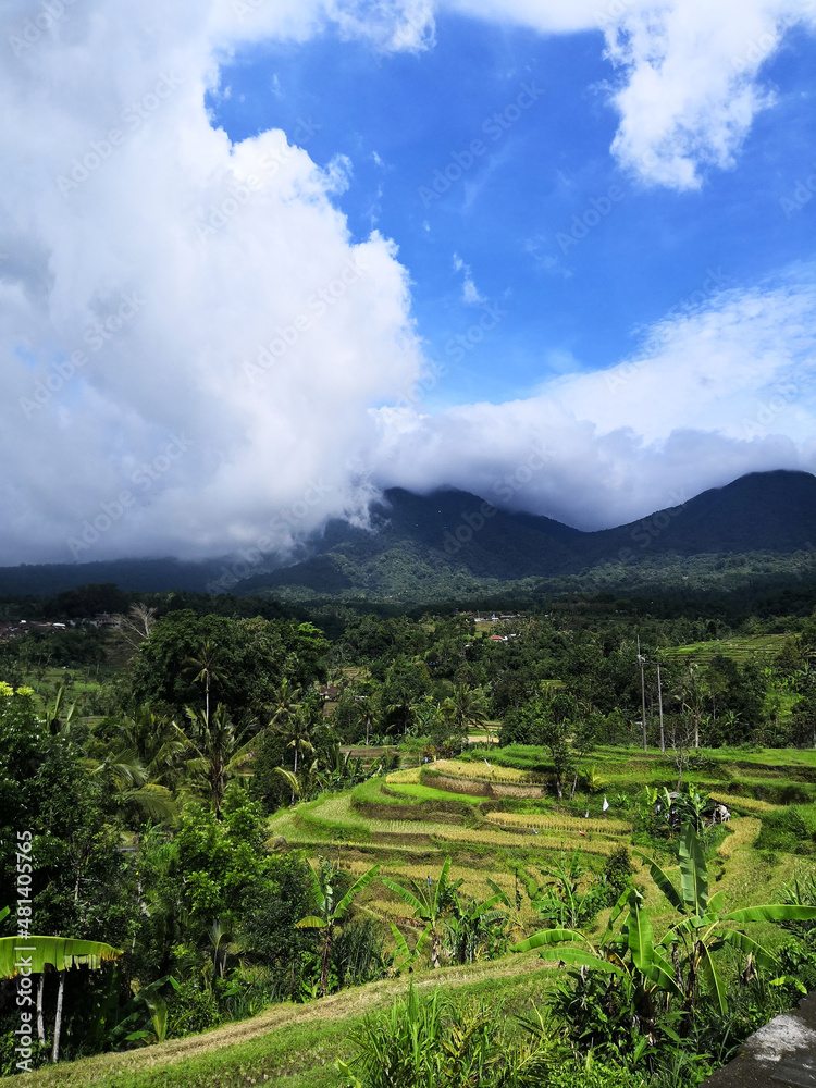 Landscapes of the beautiful Tegallalang Rice Terraces, Ubud, Bali, Indonesia
