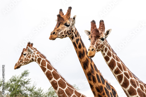 Inquisitive giraffes at Yorkshire Wildlife Park near Doncaster, South Yorkshire UK