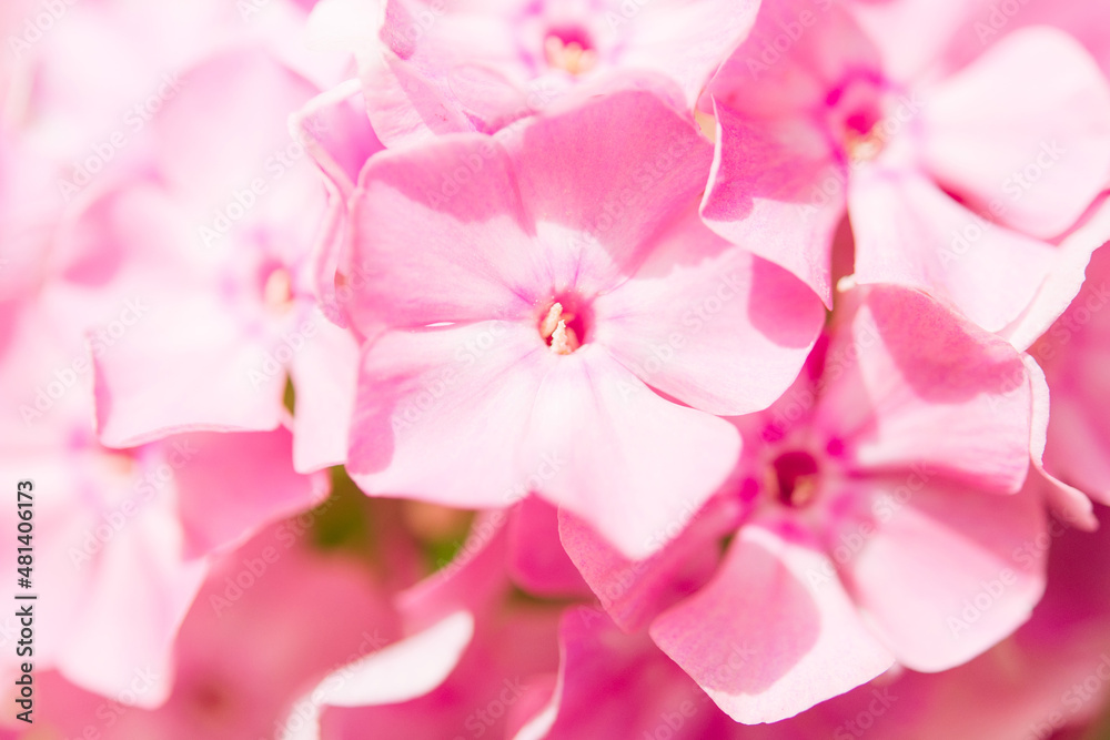 Garden phlox (Phlox paniculata). Blooming branches of phlox in the garden on a sunny day. Soft blurred selective focus. Spring floral background. Garden phlox (Phlox paniculata). Blooming branches of phlox in the garden on a sunny day. Soft blurred selective focus. Spring floral background.