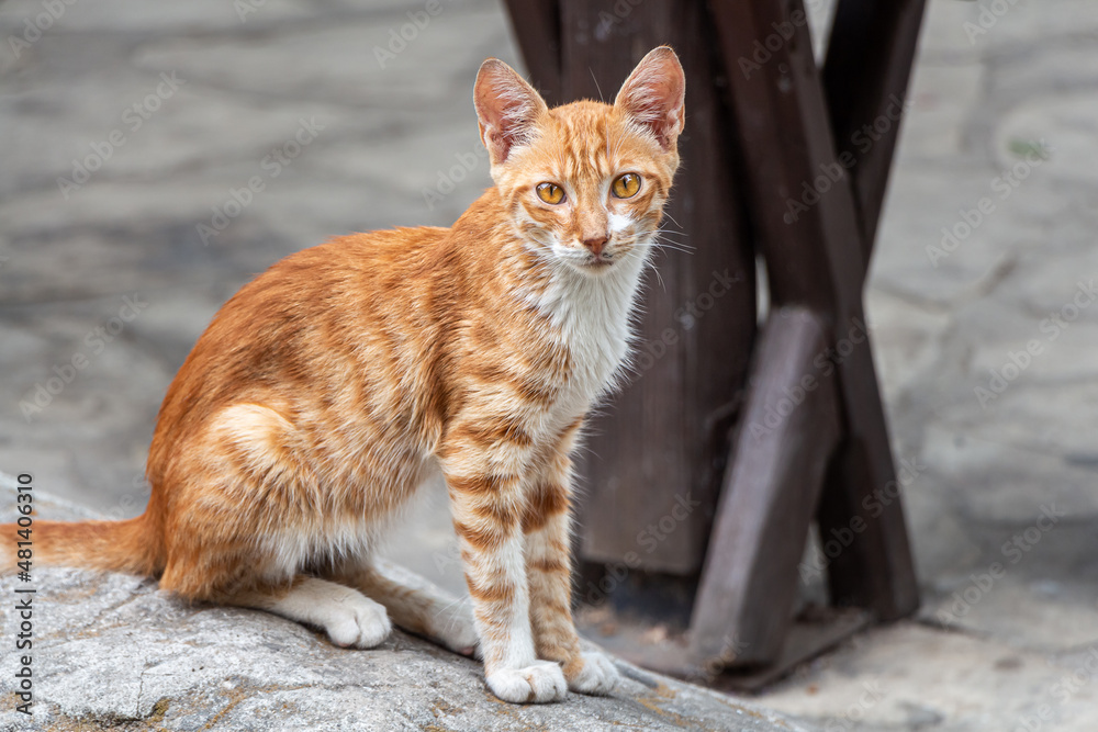 Beautiful bright dirty red kitten with yellow eyes and pink nose is outside Beautiful bright dirty red kitten with yellow eyes and pink nose is outside