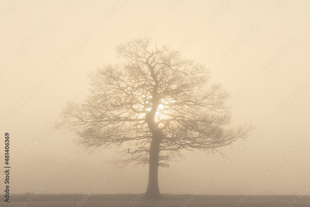 Solitary oak tree in thick fog, with the sun breaking through in the background. UK Solitary oak tree in thick fog, with the sun breaking through in the background. UK