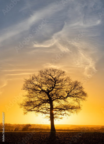 Solitary Oak tree at sunset with soft wispy clouds. Hertfordshire. UK